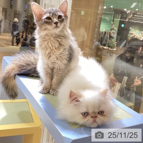 ヒマラヤンの写真