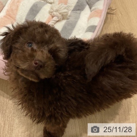 三重県のトイプードル(トイ) (ペットプラス 鈴鹿店/2025年9月22日生まれ/男の子/ブラウン)の子犬の4枚目の画像