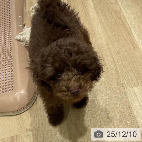 三重県のトイプードル(トイ) (ペットプラス 鈴鹿店/2025年9月22日生まれ/男の子/ブラウン)の子犬の3枚目の画像