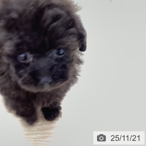 トイ・プードルの写真