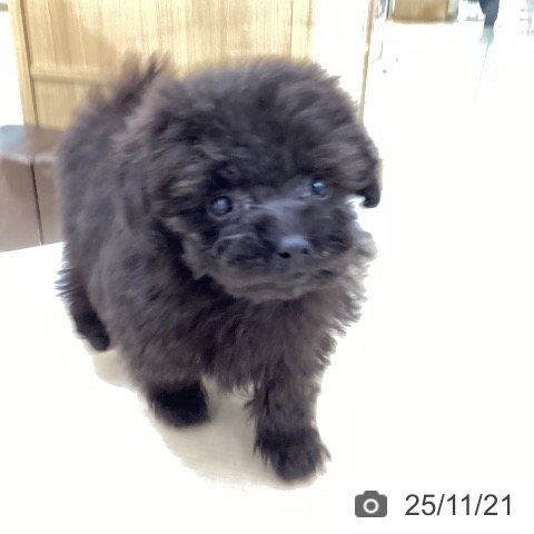 トイ・プードルの写真