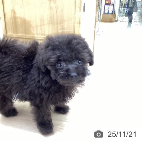 トイ・プードルの写真