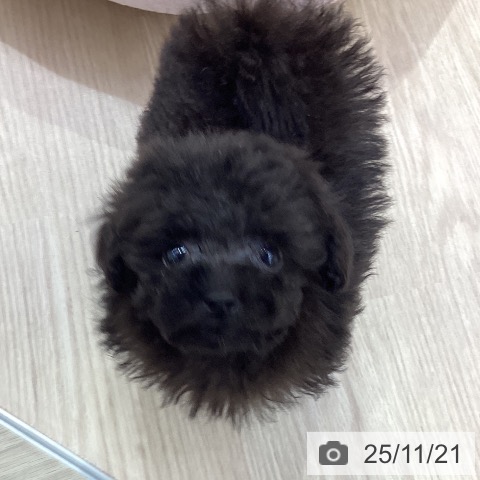 トイ・プードルの写真