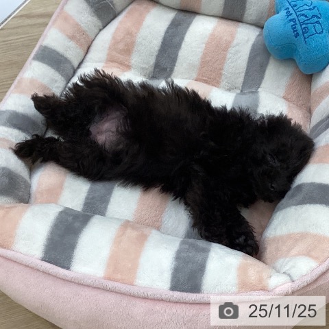 トイ・プードルの写真