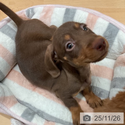 ミニチュア・ダックスフンドの写真