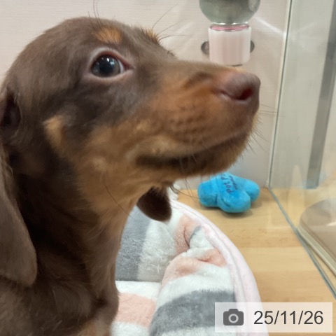 ミニチュア・ダックスフンドの写真