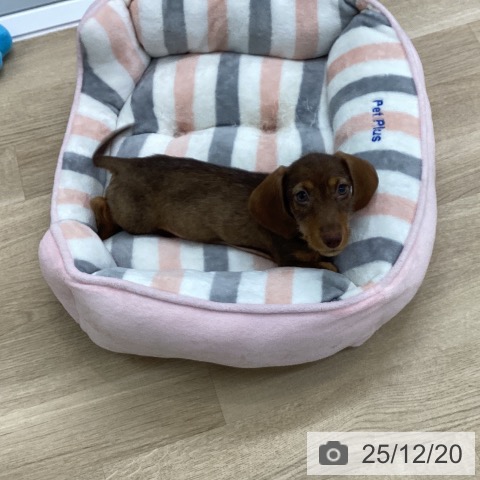 愛知県のミニチュアダックスフンド(ロング) (ペットプラス 豊橋牧野店/2025年9月22日生まれ/男の子/ブラウンワイルドボア)の子犬の4枚目の画像