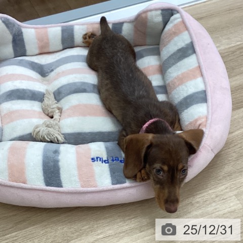 愛知県のミニチュアダックスフンド(ロング) (ペットプラス 豊橋牧野店/2025年9月22日生まれ/男の子/ブラウンワイルドボア)の子犬の4枚目の画像