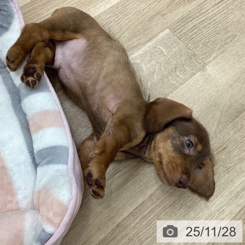 愛知県のミニチュアダックスフンド(ロング) (ペットプラス 豊橋牧野店/2025年9月22日生まれ/男の子/ブラウンワイルドボア)の子犬の3枚目の画像