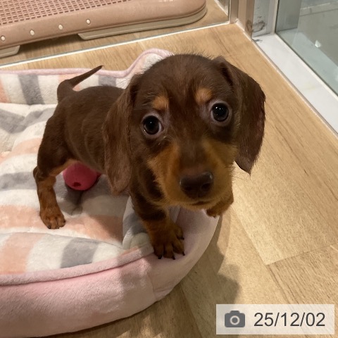 愛知県のミニチュアダックスフンド(ロング) (ペットプラス 東浦店/2025年9月22日生まれ/女の子/チョコレートタン)の子犬の4枚目の画像