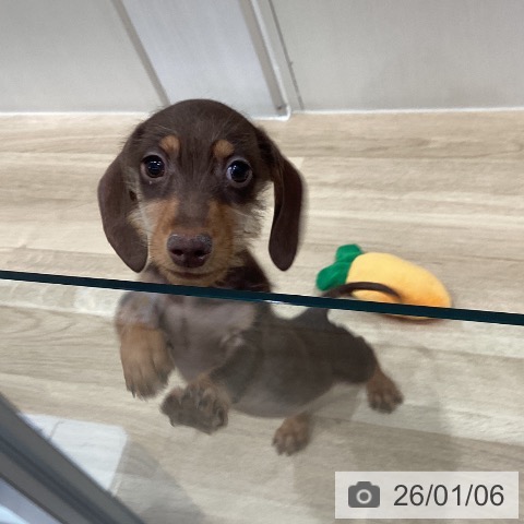 愛知県のミニチュアダックスフンド(ロング) (ペットプラス 東浦店/2025年9月22日生まれ/女の子/チョコレートタン)の子犬の3枚目の画像