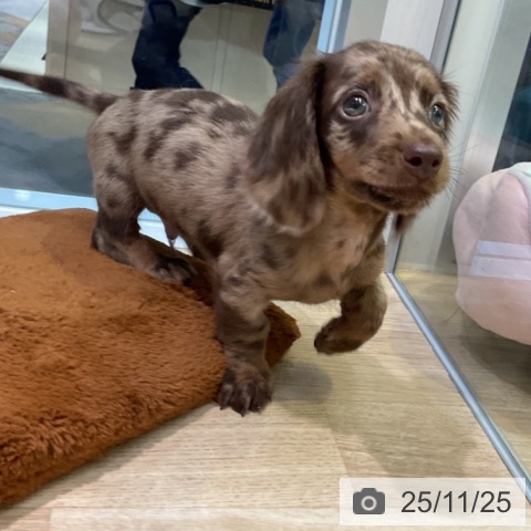 ミニチュア・ダックスフンドの写真