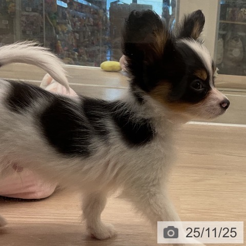 パピヨンの写真