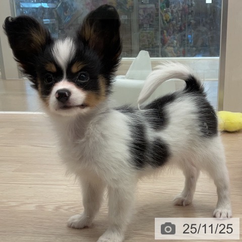 パピヨンの写真