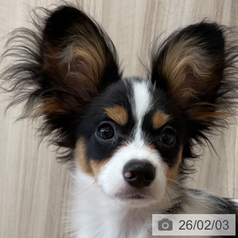 パピヨンの写真