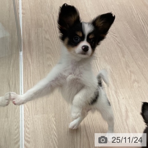 パピヨンの写真