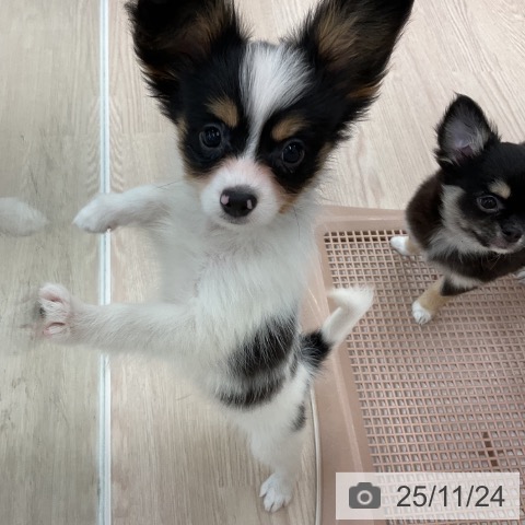 パピヨンの写真