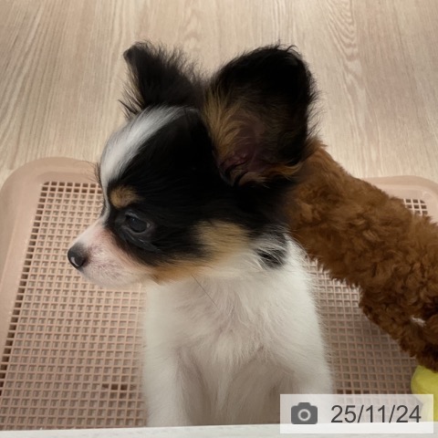 パピヨンの写真