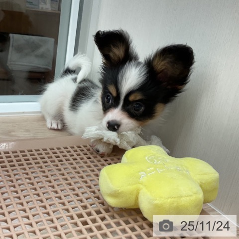 パピヨンの写真