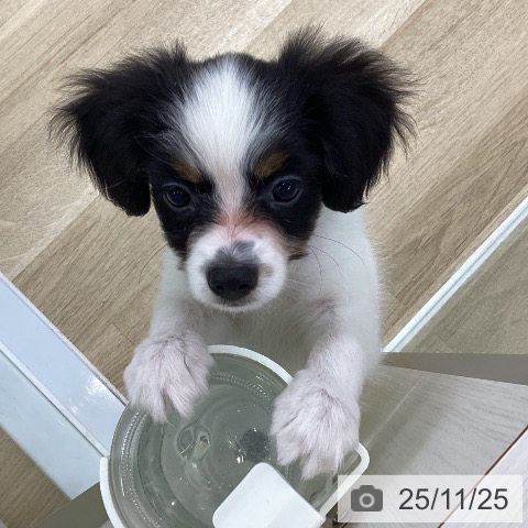 愛知県のパピヨン (ペットプラス 豊橋牧野店/2025年9月18日生まれ/男の子/トライカラー)の子犬の3枚目の画像