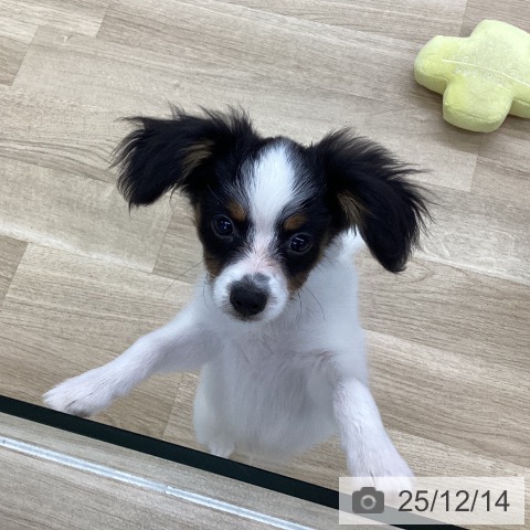 愛知県のパピヨン (ペットプラス 豊橋牧野店/2025年9月18日生まれ/男の子/トライカラー)の子犬の4枚目の画像