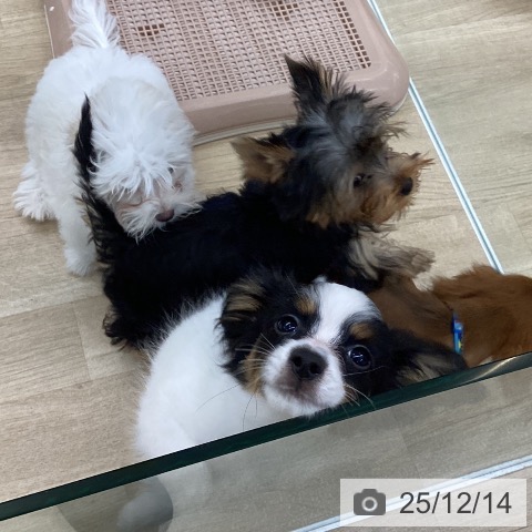 愛知県のパピヨン (ペットプラス 豊橋牧野店/2025年9月18日生まれ/男の子/トライカラー)の子犬の3枚目の画像