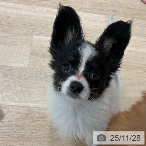 三重県のパピヨン (ペットプラス 鈴鹿店/2025年9月18日生まれ/男の子/トライカラー)の子犬の4枚目の画像