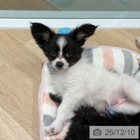 三重県のパピヨン (ペットプラス 鈴鹿店/2025年9月18日生まれ/男の子/トライカラー)の子犬の3枚目の画像