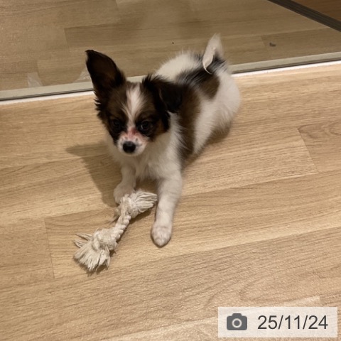 パピヨンの写真