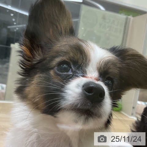 パピヨンの写真