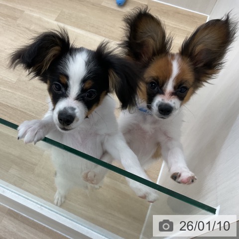 愛知県のパピヨン (ペットプラス 豊橋牧野店/2025年9月18日生まれ/男の子/ホワイトブラウン)の子犬の4枚目の画像