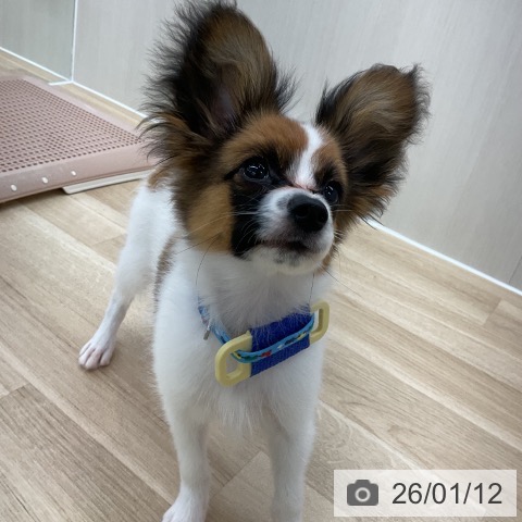 愛知県のパピヨン (ペットプラス 豊橋牧野店/2025年9月18日生まれ/男の子/ホワイトブラウン)の子犬の4枚目の画像