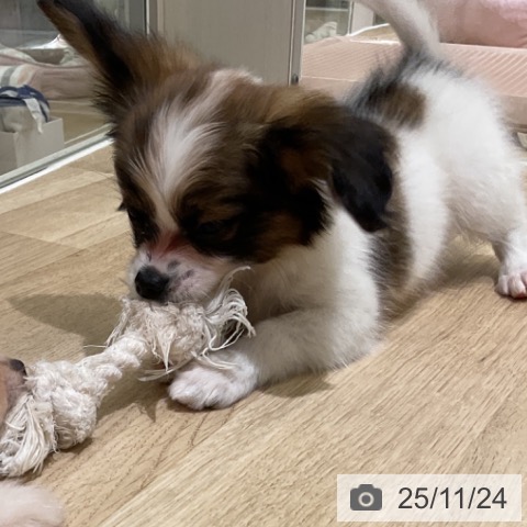 パピヨンの写真