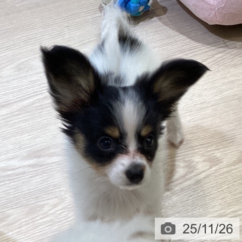 パピヨンの写真