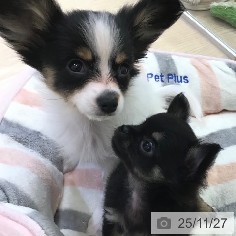 パピヨンの写真