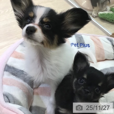 パピヨンの写真