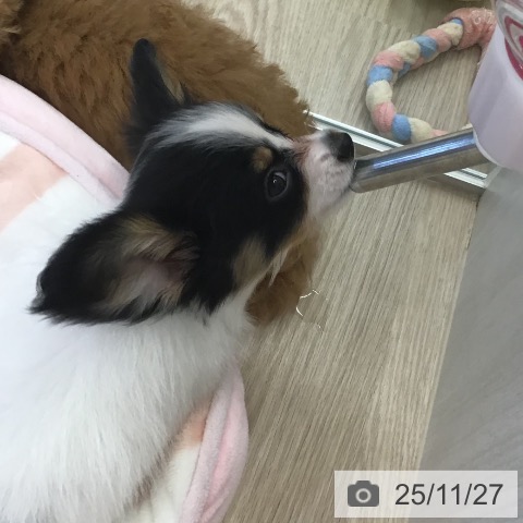 パピヨンの写真