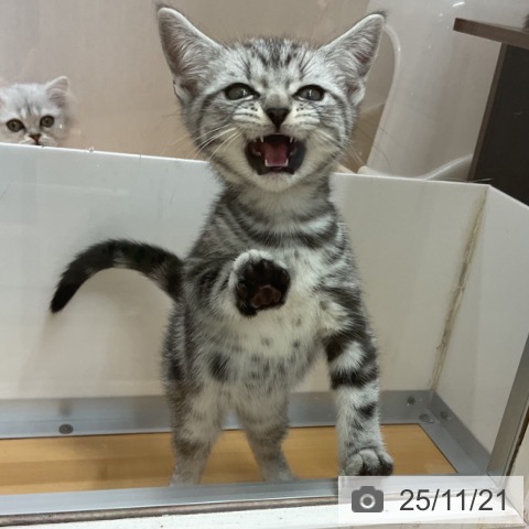 アメリカンショートヘアの写真