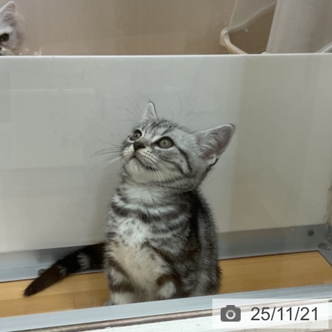 アメリカンショートヘアの写真