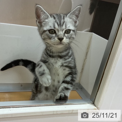 アメリカンショートヘアの写真