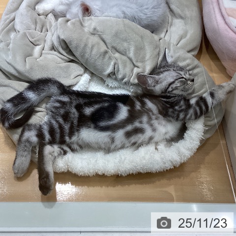 アメリカンショートヘアの写真