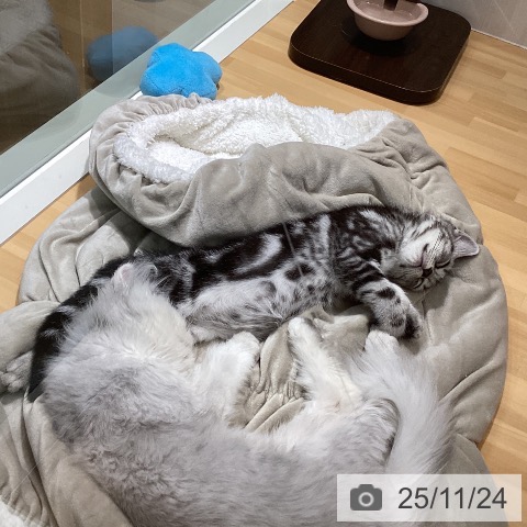 アメリカンショートヘアの写真