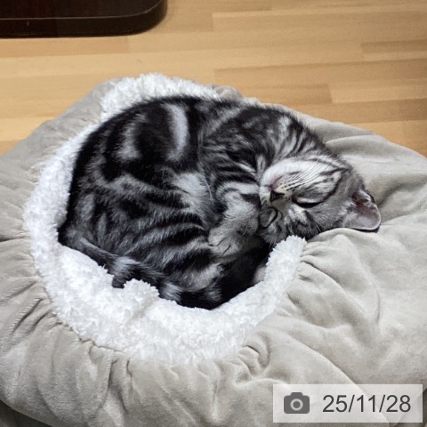 アメリカンショートヘアの写真