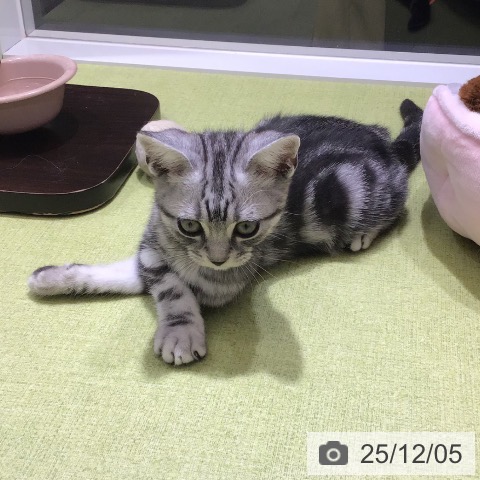 富山県のアメリカンショートヘアー (ペットプラス 高岡店/2025年9月20日生まれ/男の子/シルバータビー)の子猫の4枚目の画像