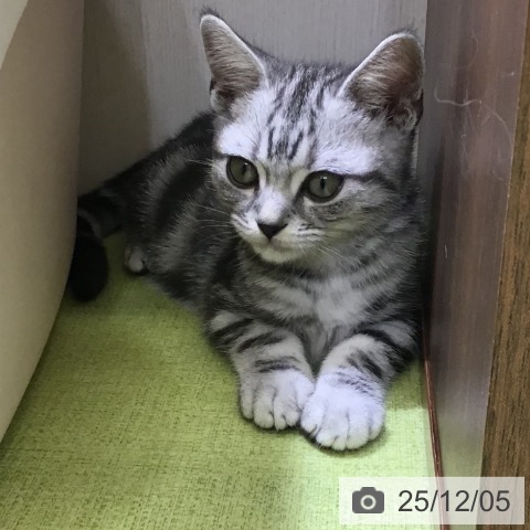 富山県のアメリカンショートヘアー (ペットプラス 高岡店/2025年9月20日生まれ/男の子/シルバータビー)の子猫の3枚目の画像