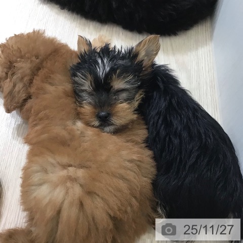 ヨークシャー・テリアの写真