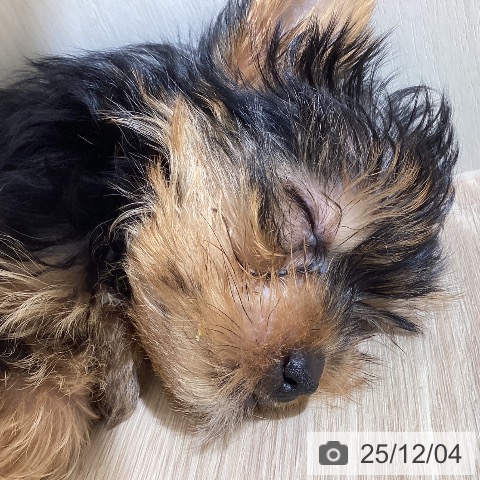 富山県のヨークシャーテリア (ペットプラス 高岡店/2025年9月22日生まれ/男の子/スチールブルータン)の子犬の4枚目の画像