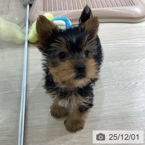 富山県のヨークシャーテリア (ペットプラス 高岡店/2025年9月22日生まれ/男の子/スチールブルータン)の子犬の3枚目の画像
