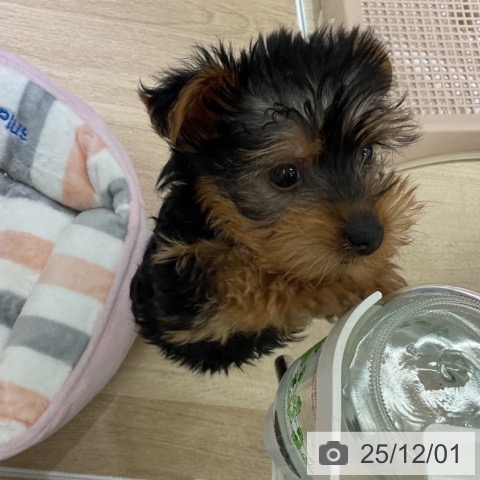 愛知県のヨークシャーテリア (ペットプラス 豊田店/2025年9月22日生まれ/女の子/スチールブルータン)の子犬の4枚目の画像