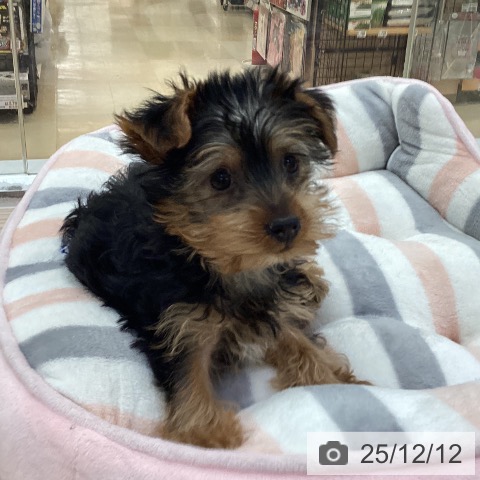 愛知県のヨークシャーテリア (ペットプラス 豊田店/2025年9月22日生まれ/女の子/スチールブルータン)の子犬の3枚目の画像